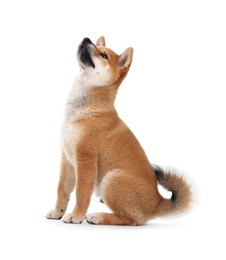 Photo of Cute Shiba Inu dog sitting on white background