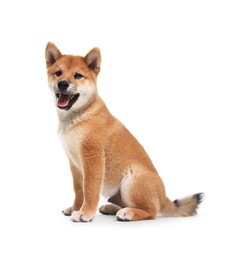 Photo of Cute Shiba Inu dog sitting on white background