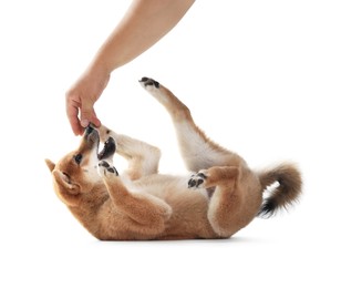 Photo of Owner playing with cute Shiba Inu dog on white background, closeup