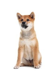 Photo of Cute Shiba Inu dog sitting on white background