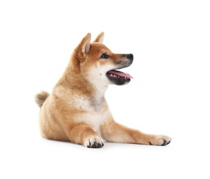 Photo of Cute Shiba Inu dog lying on white background
