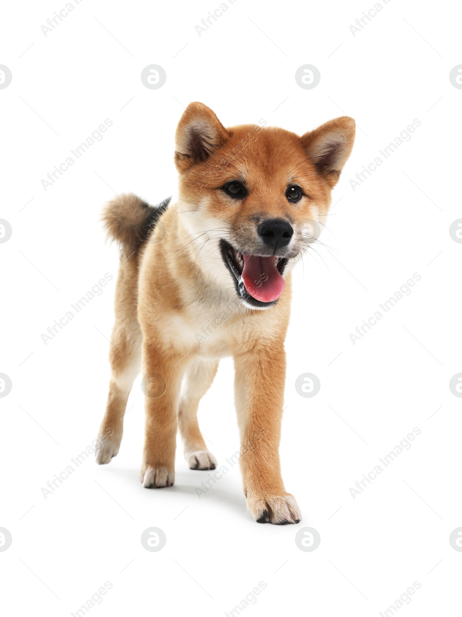 Photo of Cute Shiba Inu dog on white background
