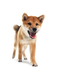 Photo of Cute Shiba Inu dog on white background