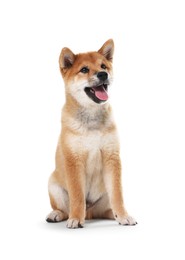 Photo of Cute Shiba Inu dog sitting on white background