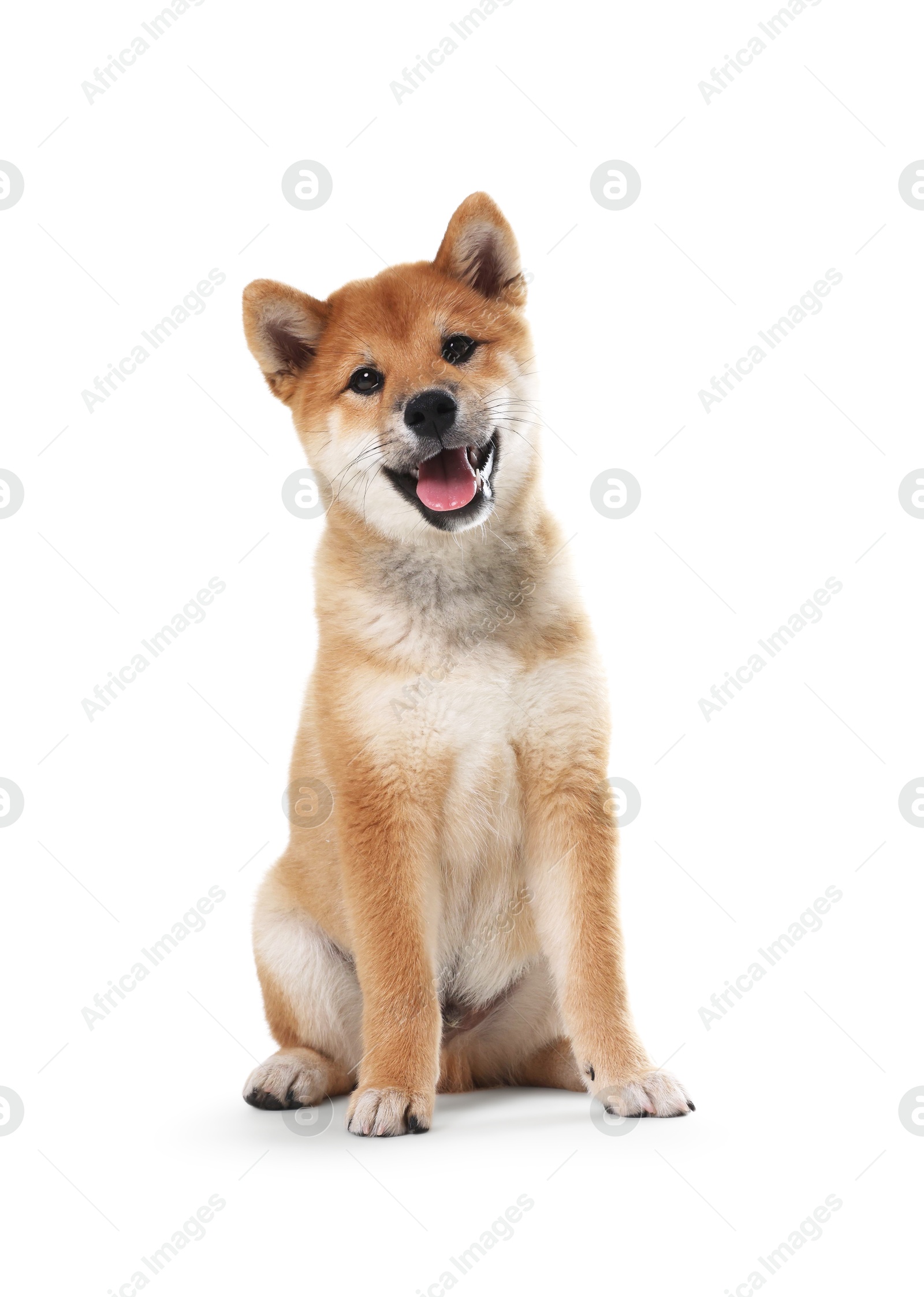 Photo of Cute Shiba Inu dog sitting on white background