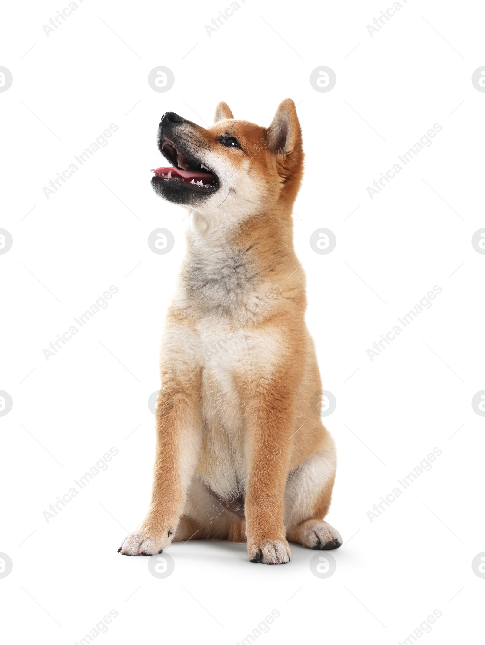 Photo of Cute Shiba Inu dog sitting on white background