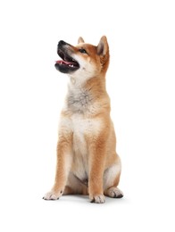 Photo of Cute Shiba Inu dog sitting on white background