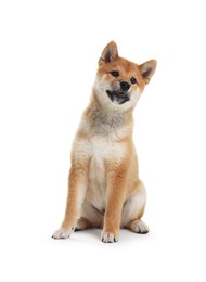 Photo of Cute Shiba Inu dog sitting on white background