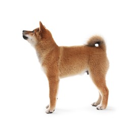 Photo of Cute Shiba Inu dog standing on white background