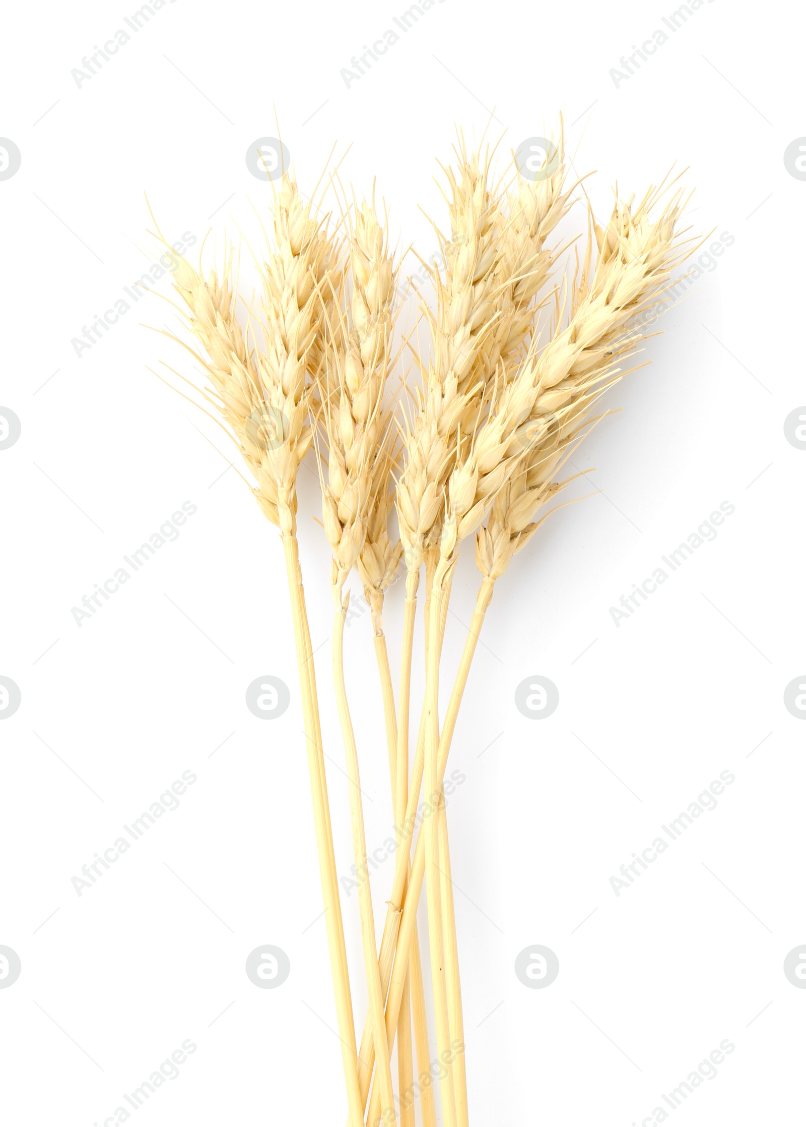 Photo of Dried spikes of wheat isolated on white, top view