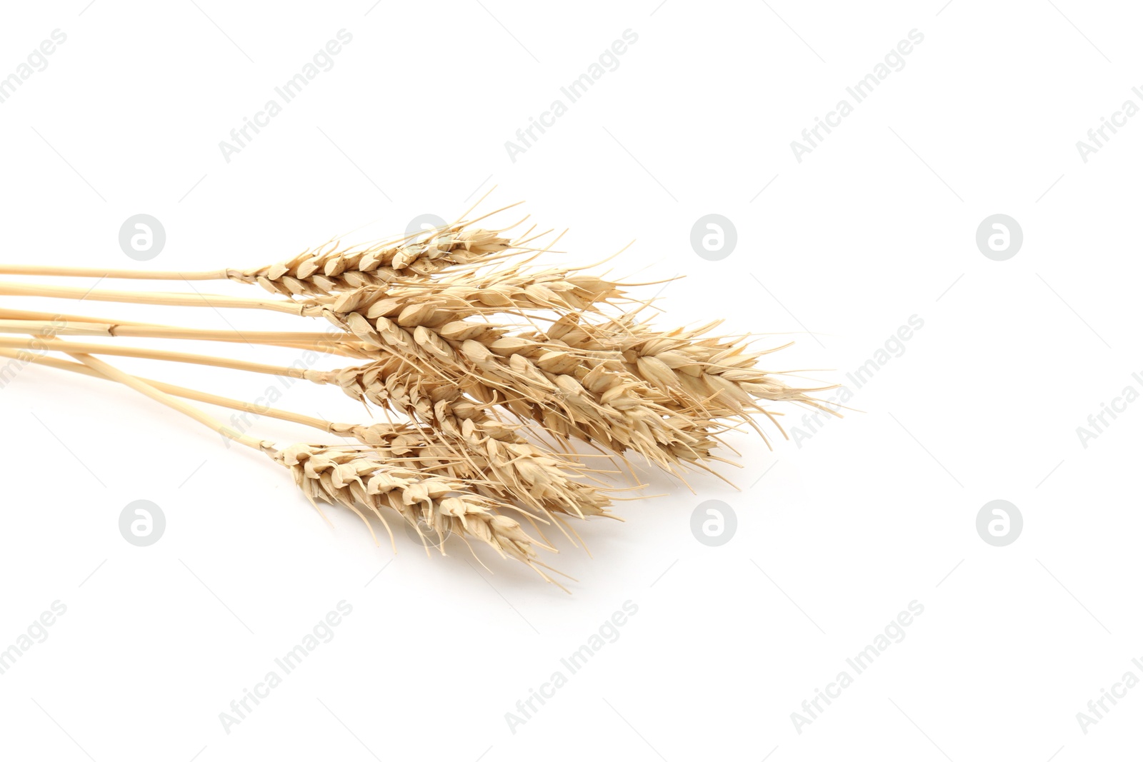 Dried spikes of wheat on white background Photo of Dried spikes of wheat on white background