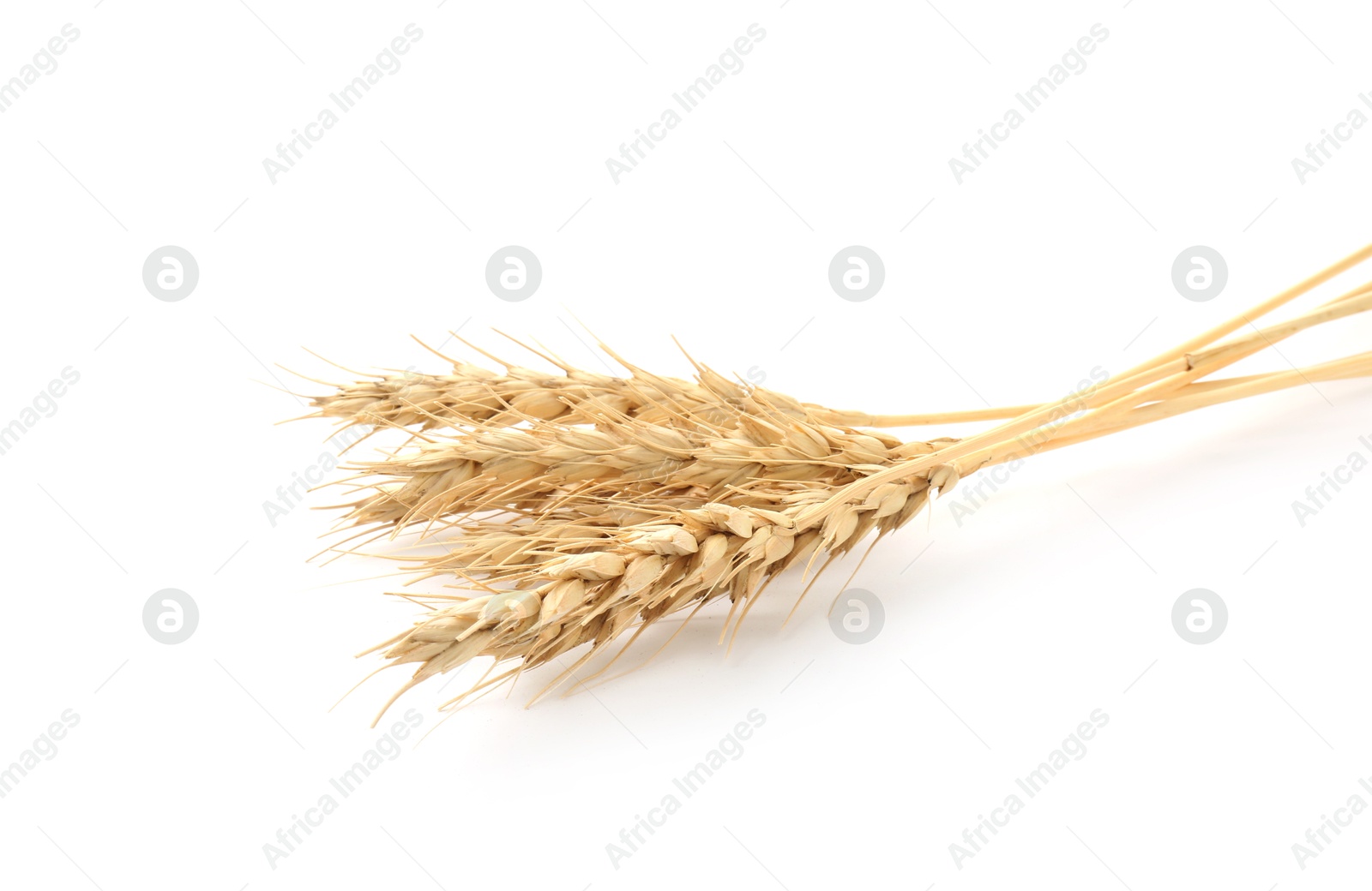 Photo of Dried spikes of wheat on white background