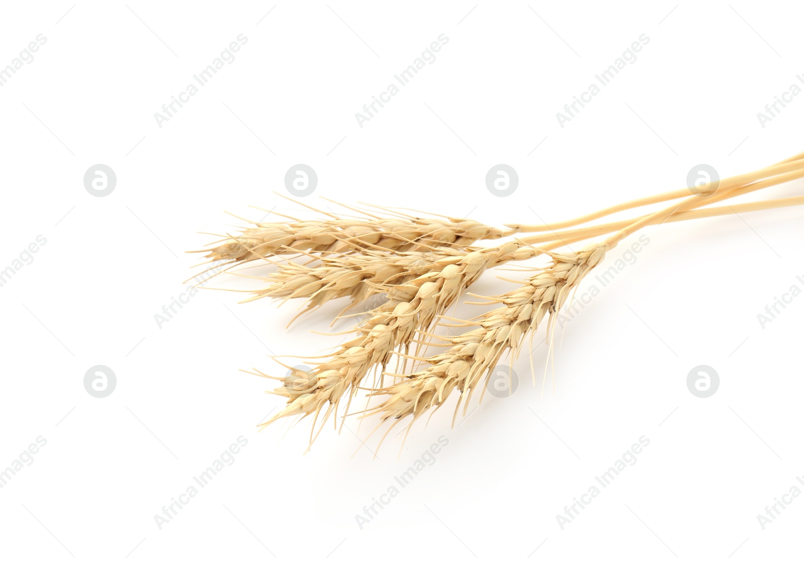 Dried spikes of wheat on white background Photo of Dried spikes of wheat on white background