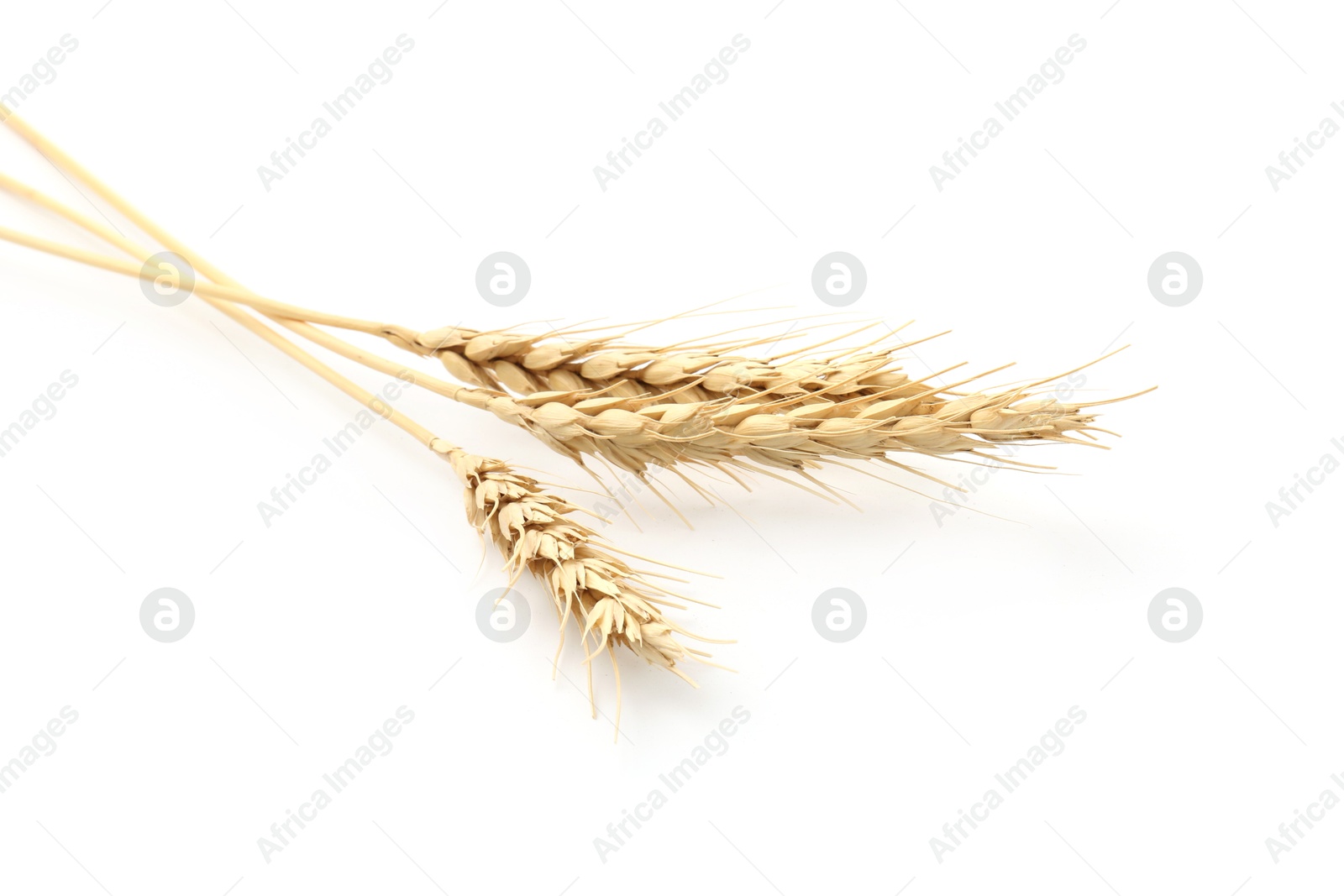 Dried spikes of wheat on white background Photo of Dried spikes of wheat on white background