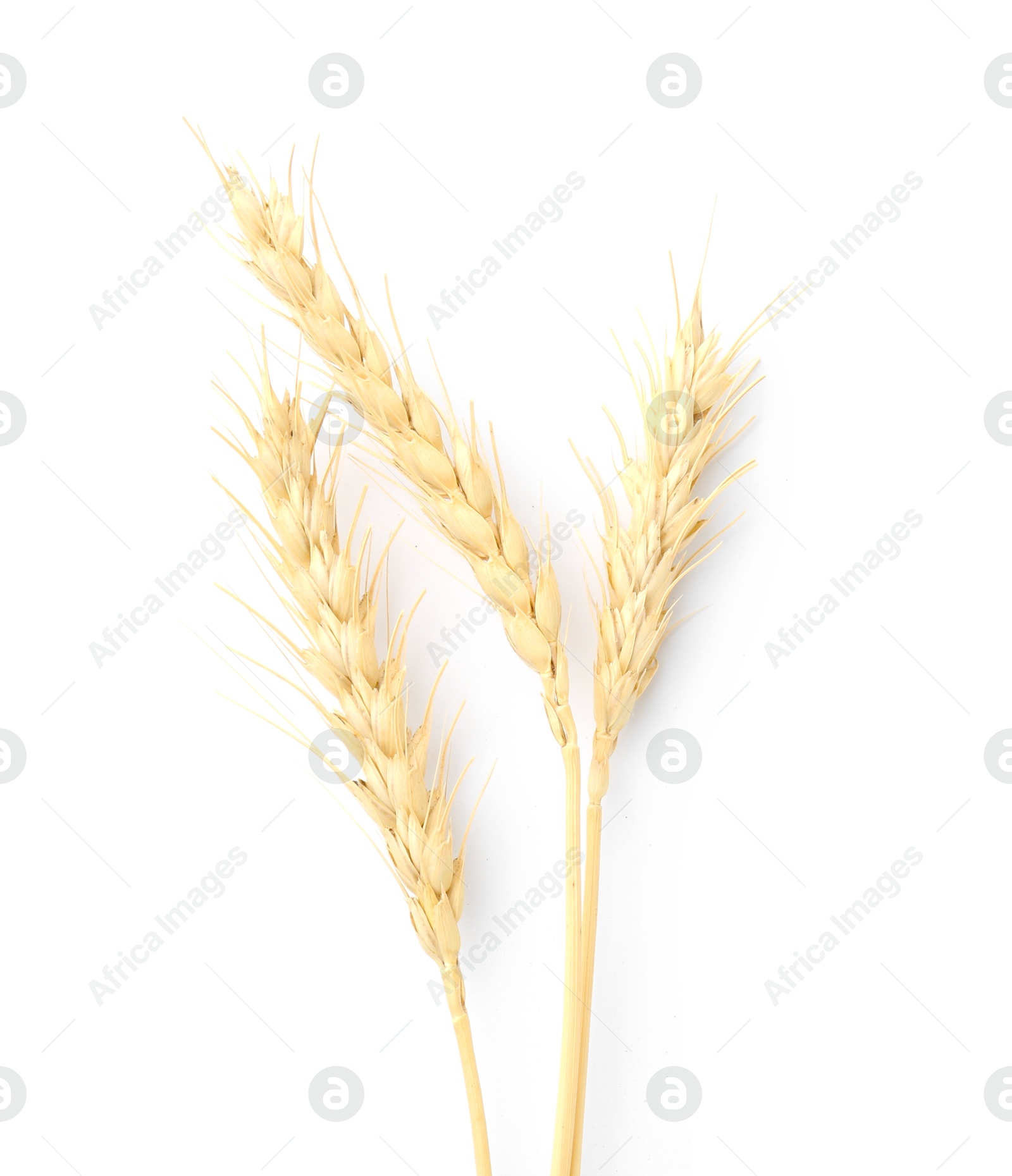 Dried spikes of wheat isolated on white, top view Photo of Dried spikes of wheat isolated on white, top view