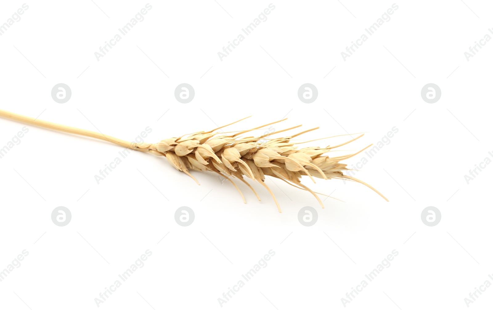 One spike of wheat isolated on white Photo of One spike of wheat isolated on white