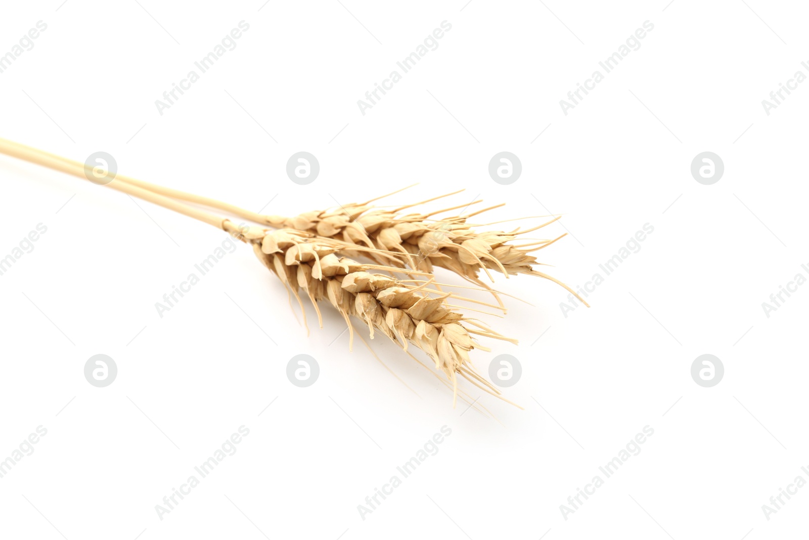 Two spikes of wheat isolated on white Photo of Two spikes of wheat isolated on white