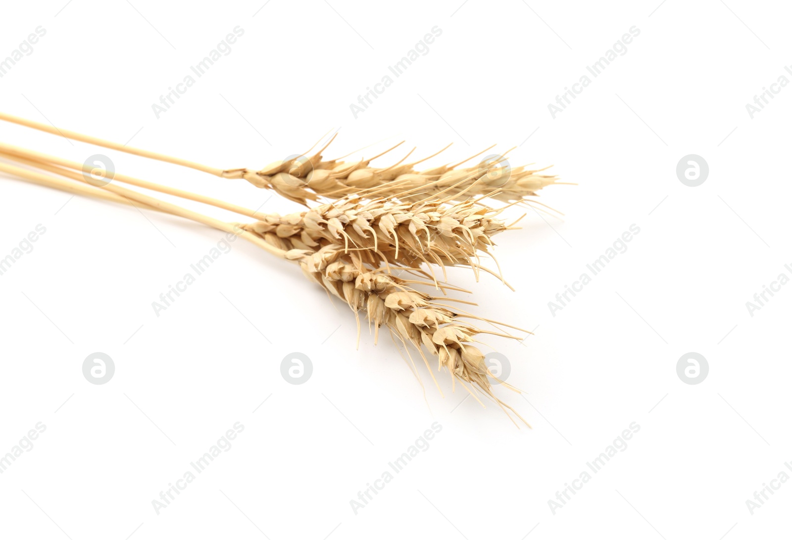 Dried spikes of wheat isolated on white Photo of Dried spikes of wheat isolated on white