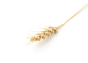 Photo of One spike of wheat isolated on white