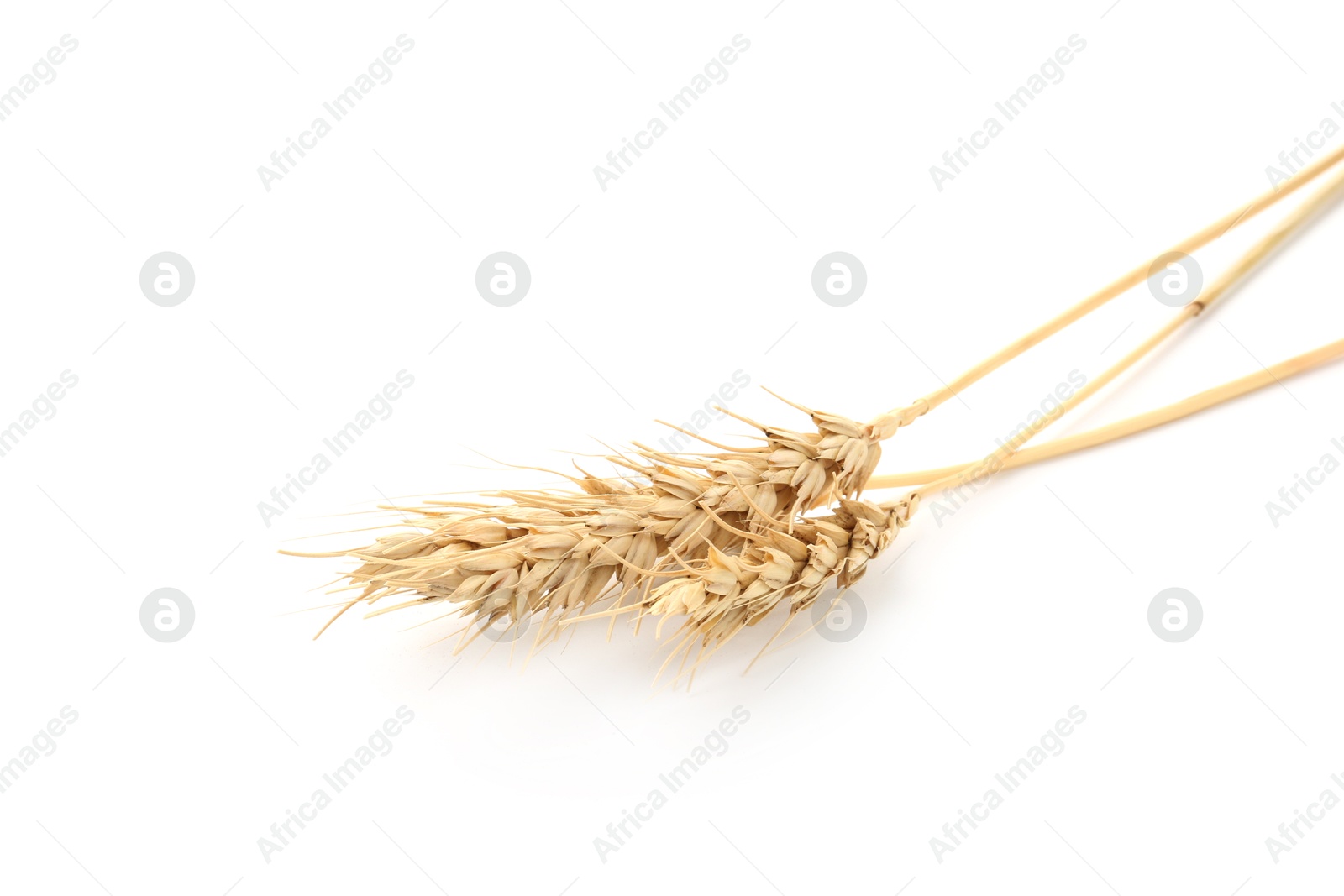 Dried spikes of wheat isolated on white Photo of Dried spikes of wheat isolated on white
