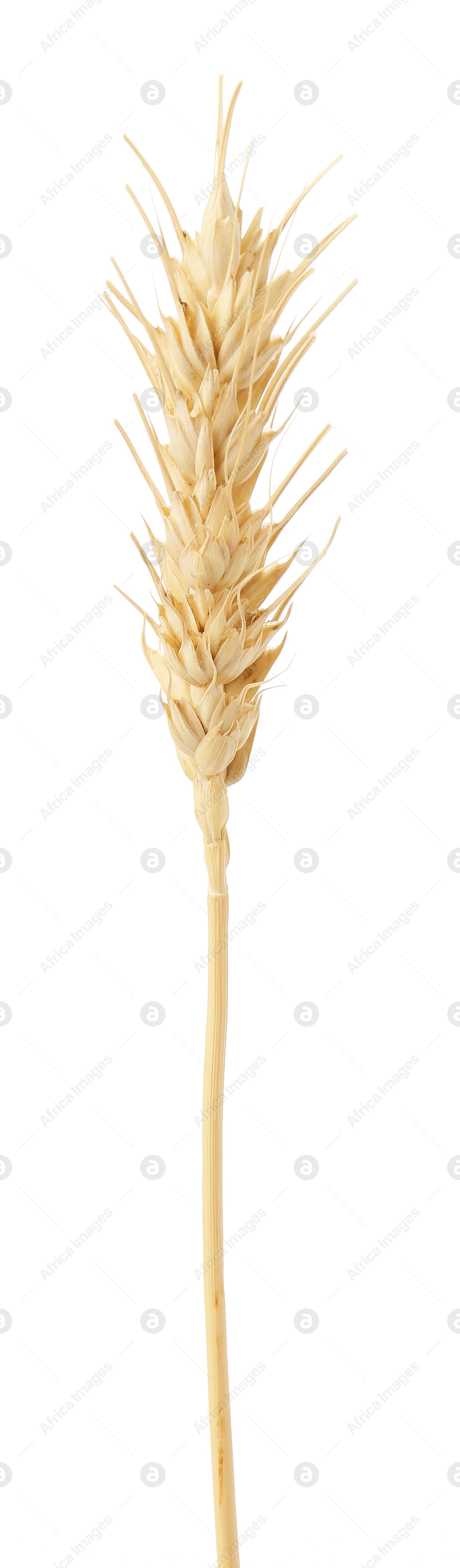 One spike of wheat isolated on white Photo of One spike of wheat isolated on white