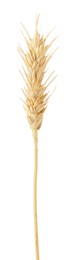 Photo of One spike of wheat isolated on white