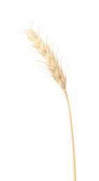 Photo of One spike of wheat isolated on white