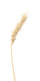 Photo of One spike of wheat isolated on white