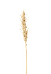 Photo of One spike of wheat isolated on white