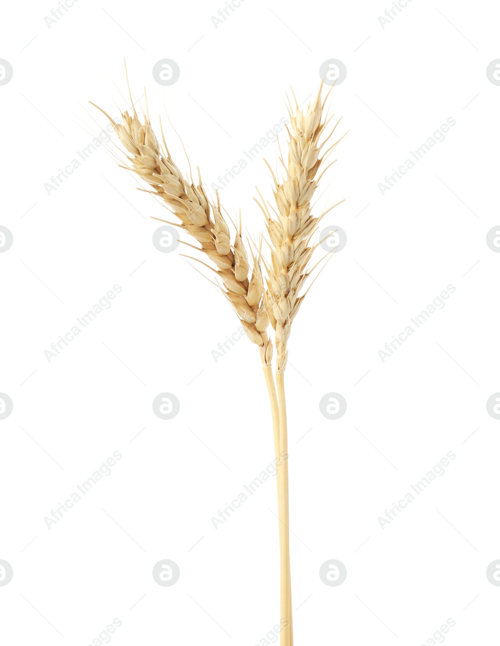 Two spikes of wheat isolated on white Photo of Two spikes of wheat isolated on white