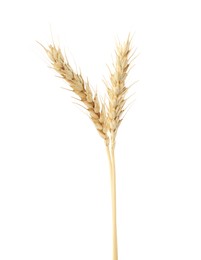 Photo of Two spikes of wheat isolated on white