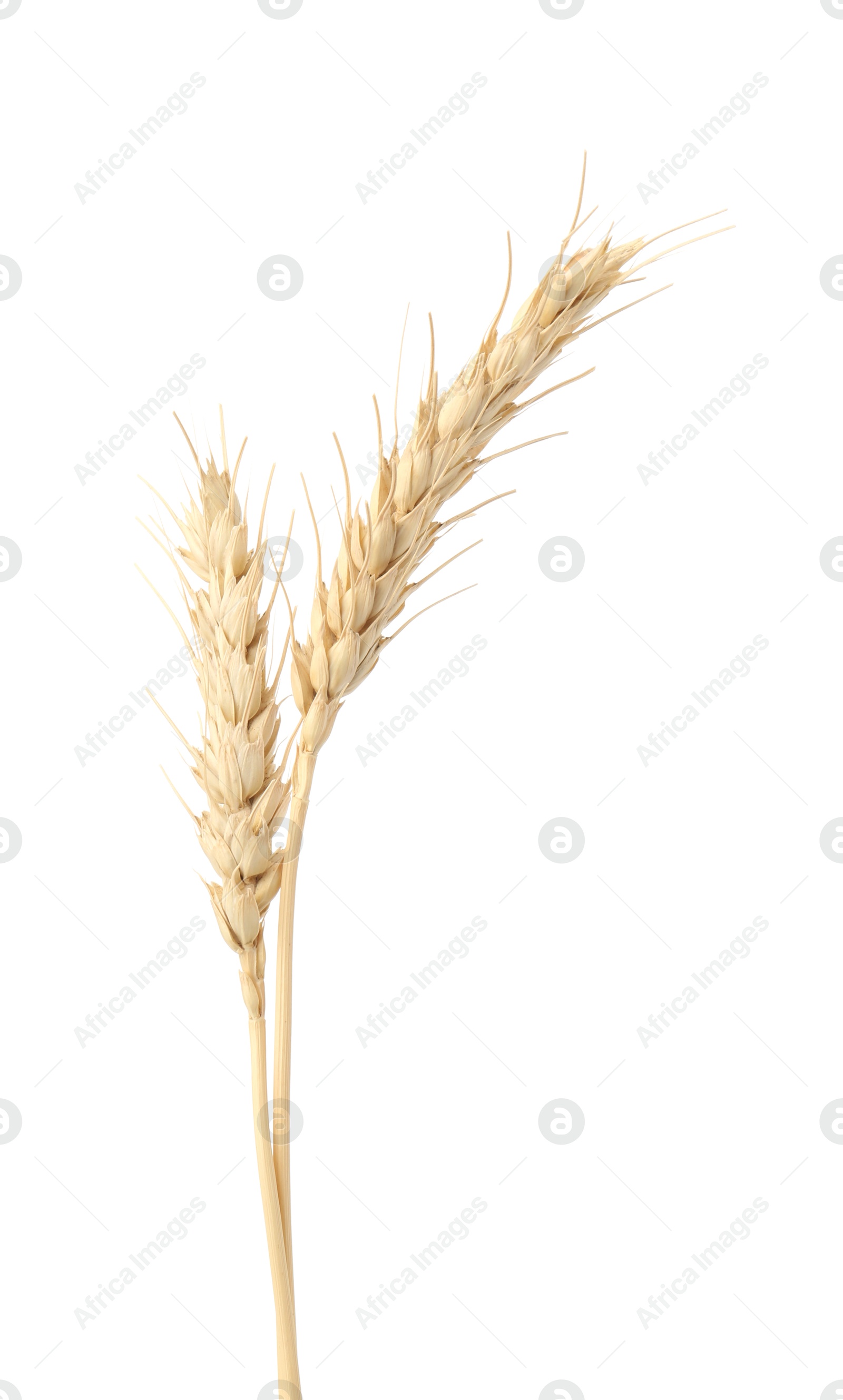Two spikes of wheat isolated on white Photo of Two spikes of wheat isolated on white
