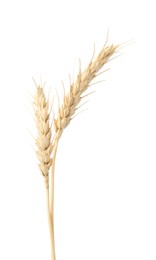 Photo of Two spikes of wheat isolated on white