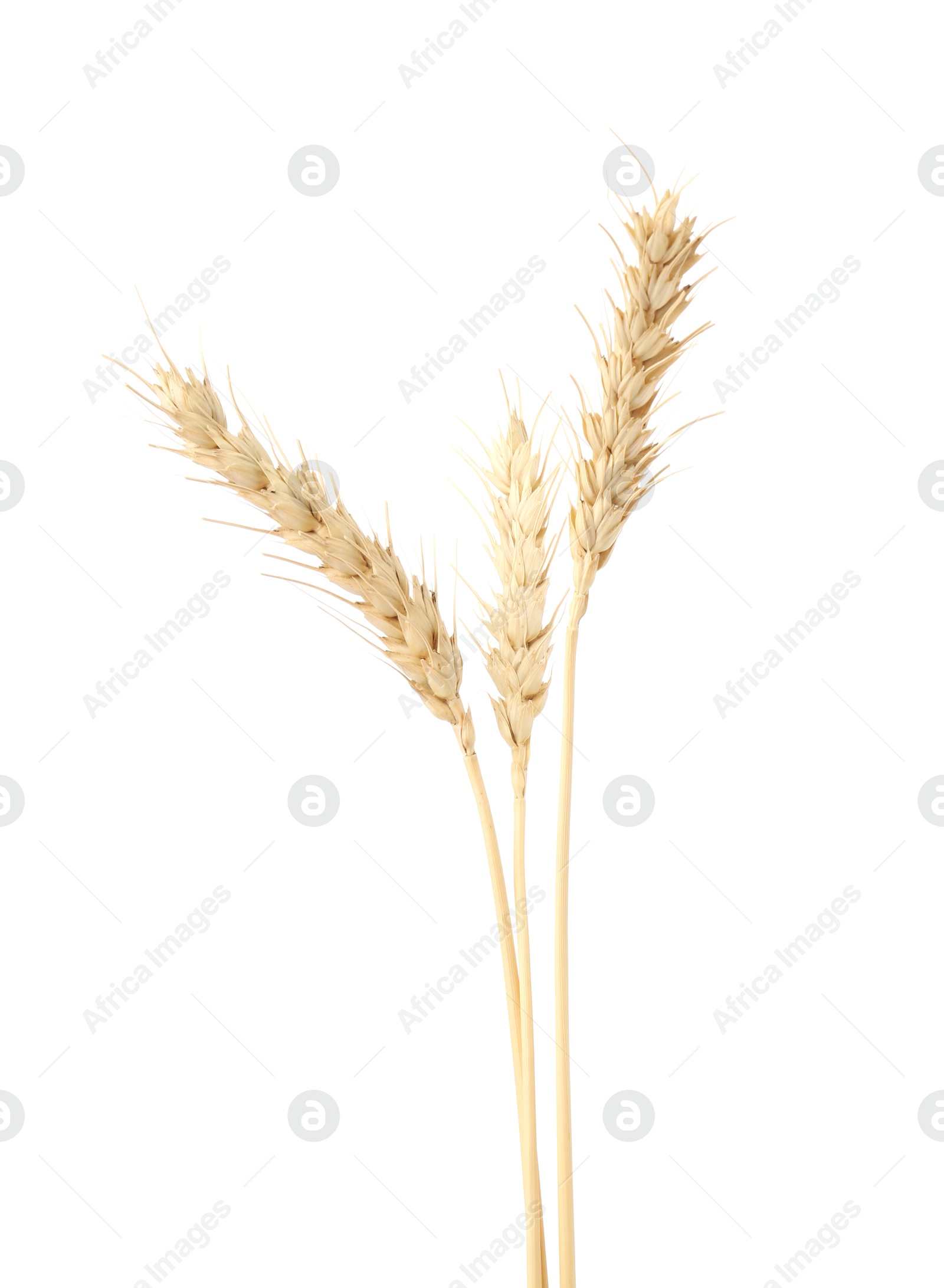Dried spikes of wheat on white background Photo of Dried spikes of wheat on white background