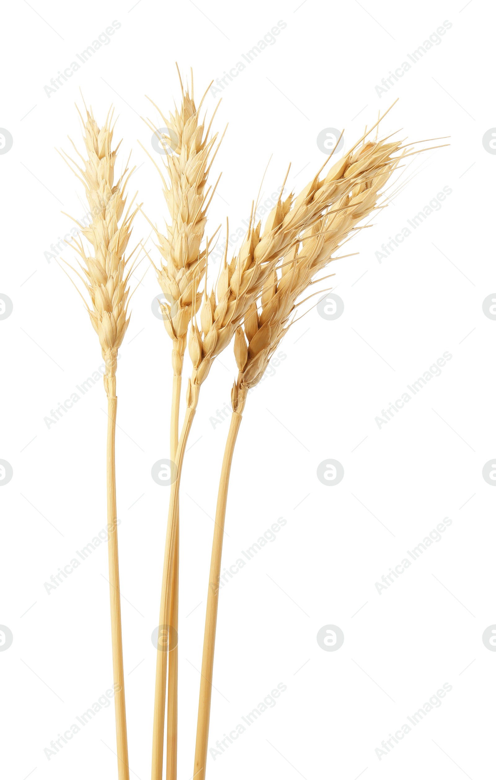 Photo of Dried spikes of wheat on white background
