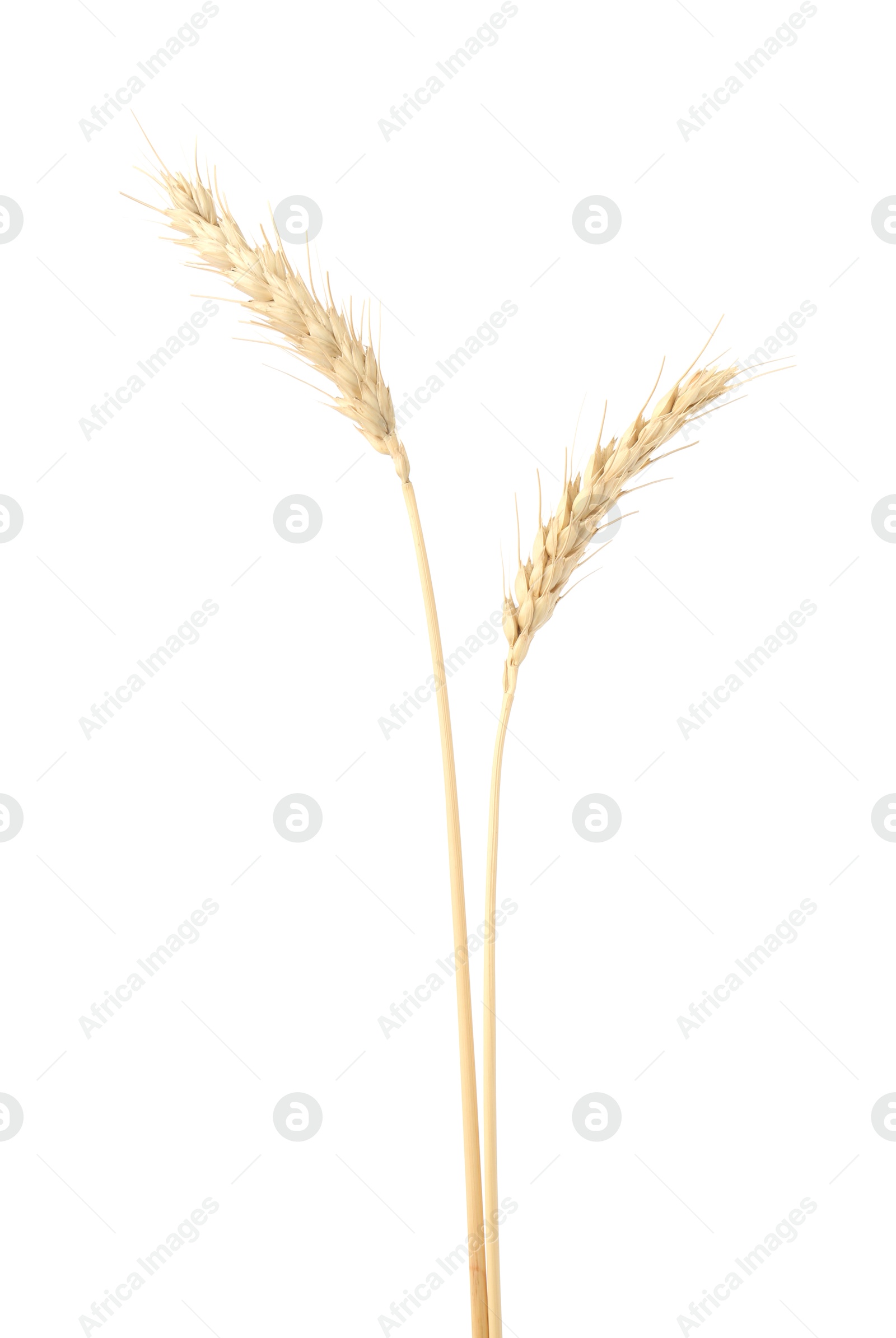 Two spikes of wheat isolated on white Photo of Two spikes of wheat isolated on white