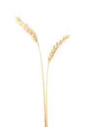 Photo of Two spikes of wheat isolated on white
