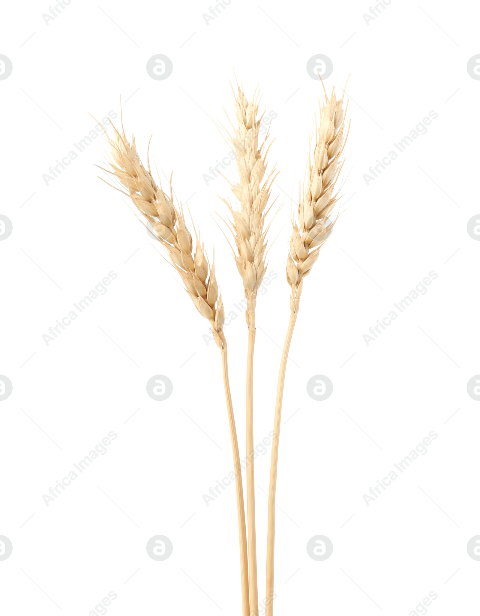 Photo of Dried spikes of wheat isolated on white