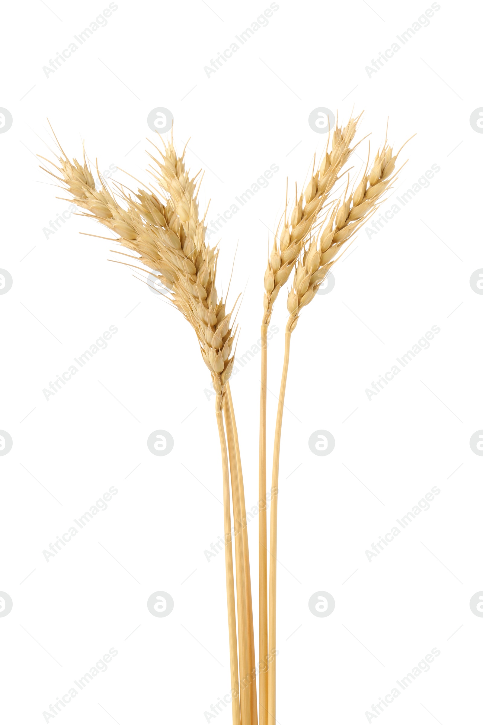Dried spikes of wheat isolated on white Photo of Dried spikes of wheat isolated on white