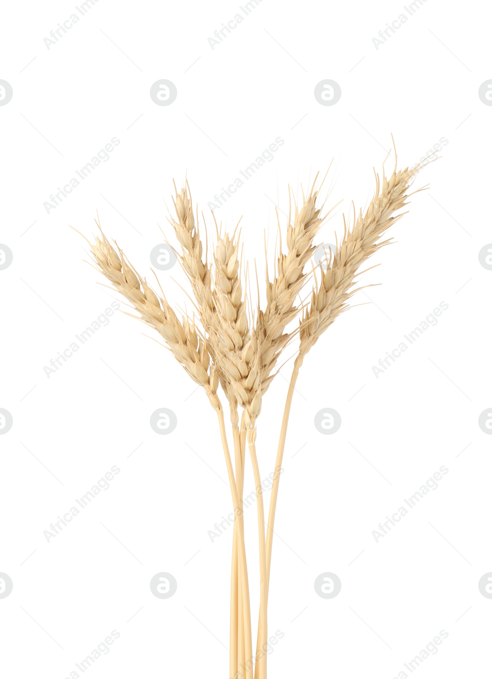 Dried spikes of wheat isolated on white Photo of Dried spikes of wheat isolated on white