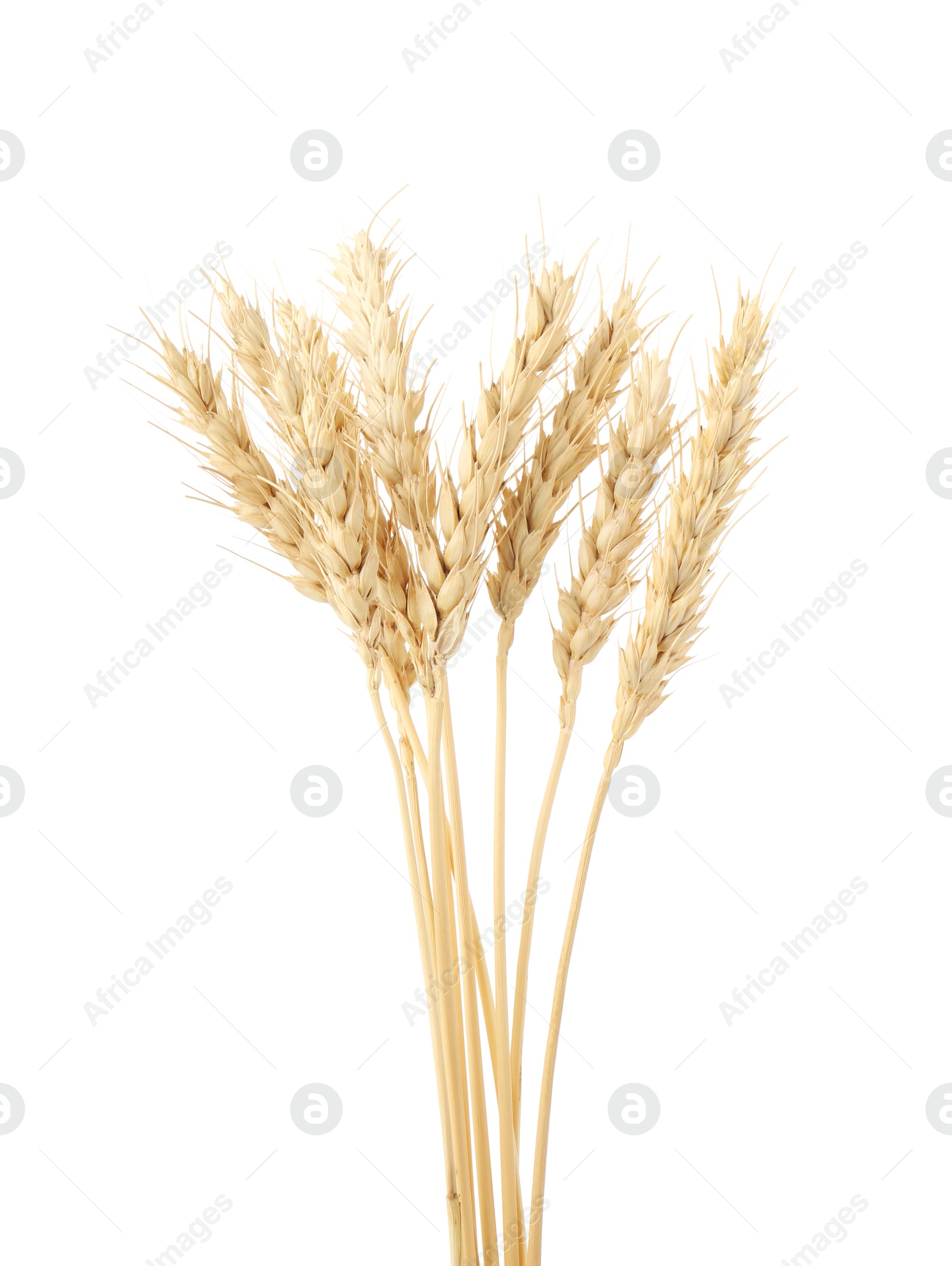 Photo of Dried spikes of wheat isolated on white