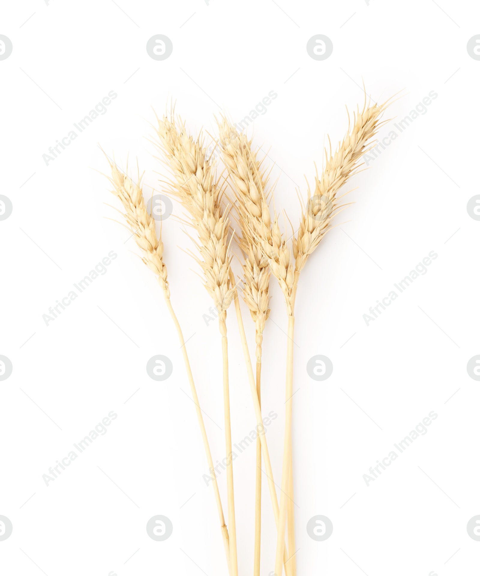 Dried spikes of wheat isolated on white, top view Photo of Dried spikes of wheat isolated on white, top view