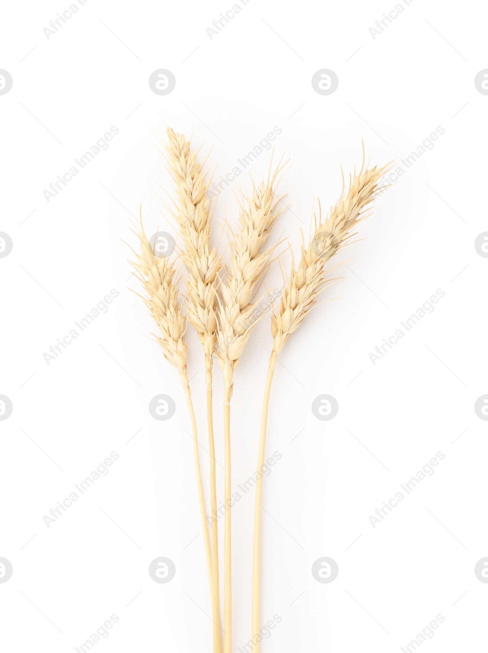 Dried spikes of wheat isolated on white, top view Photo of Dried spikes of wheat isolated on white, top view