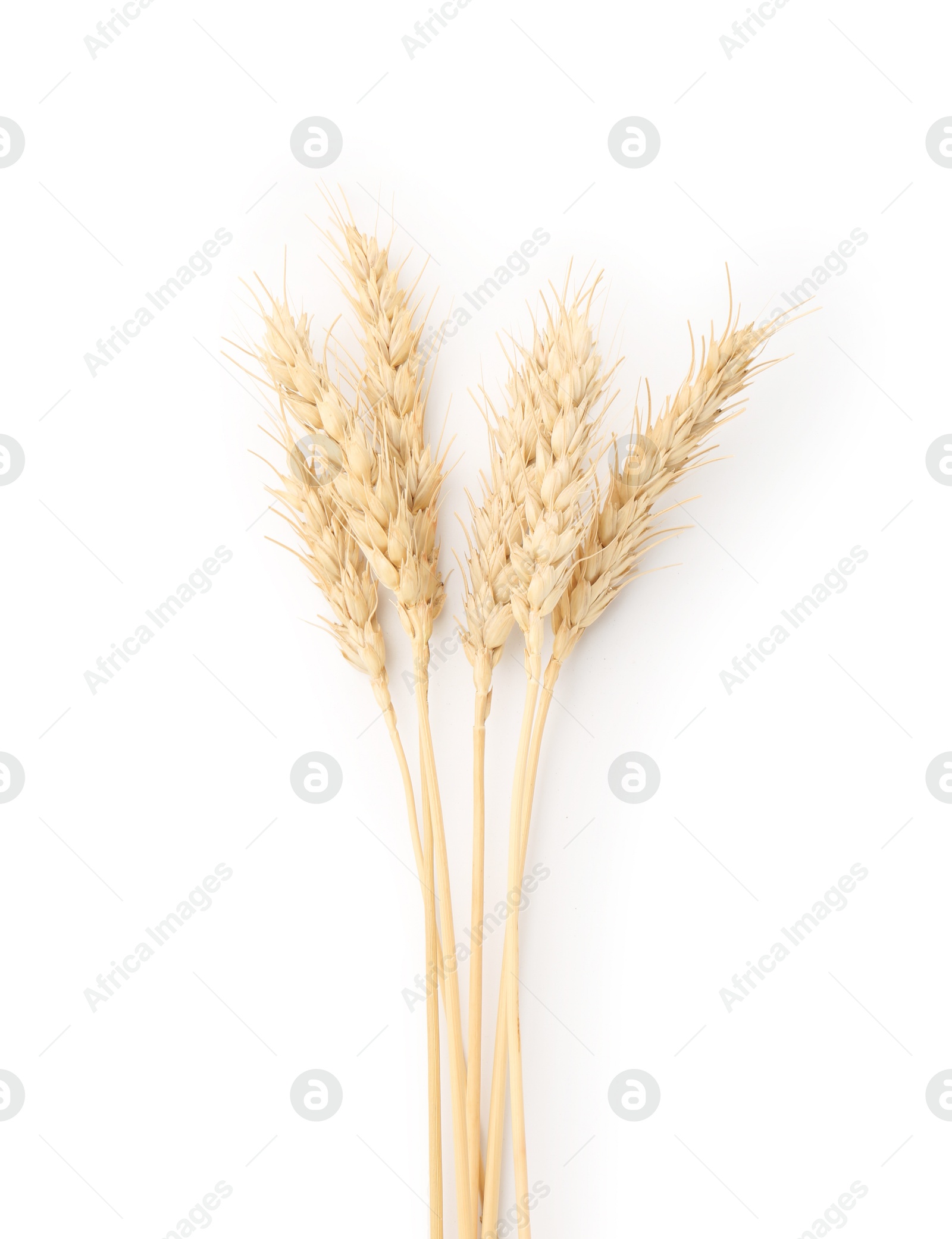 Dried spikes of wheat isolated on white, top view Photo of Dried spikes of wheat isolated on white, top view