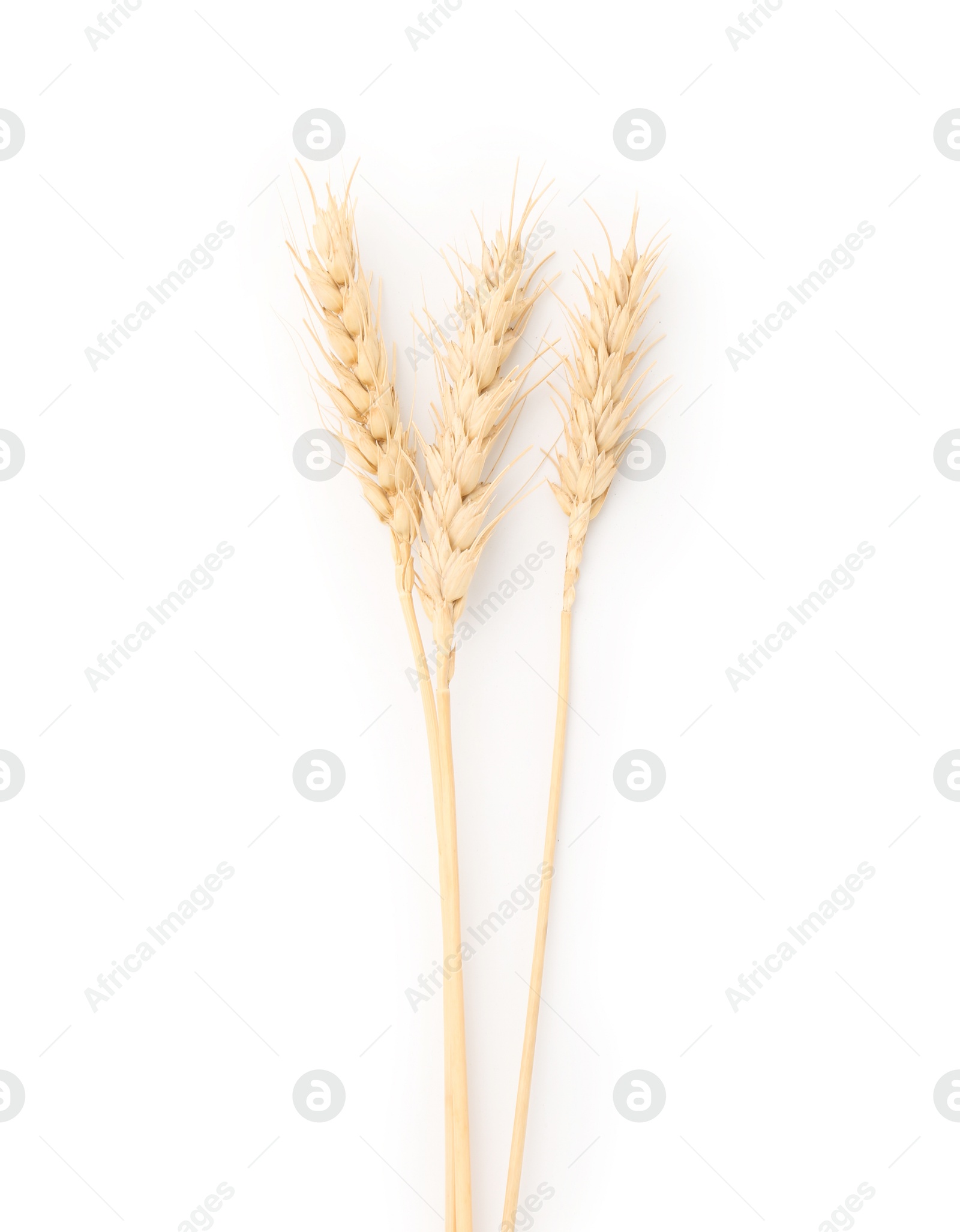 Dried spikes of wheat isolated on white, top view Photo of Dried spikes of wheat isolated on white, top view