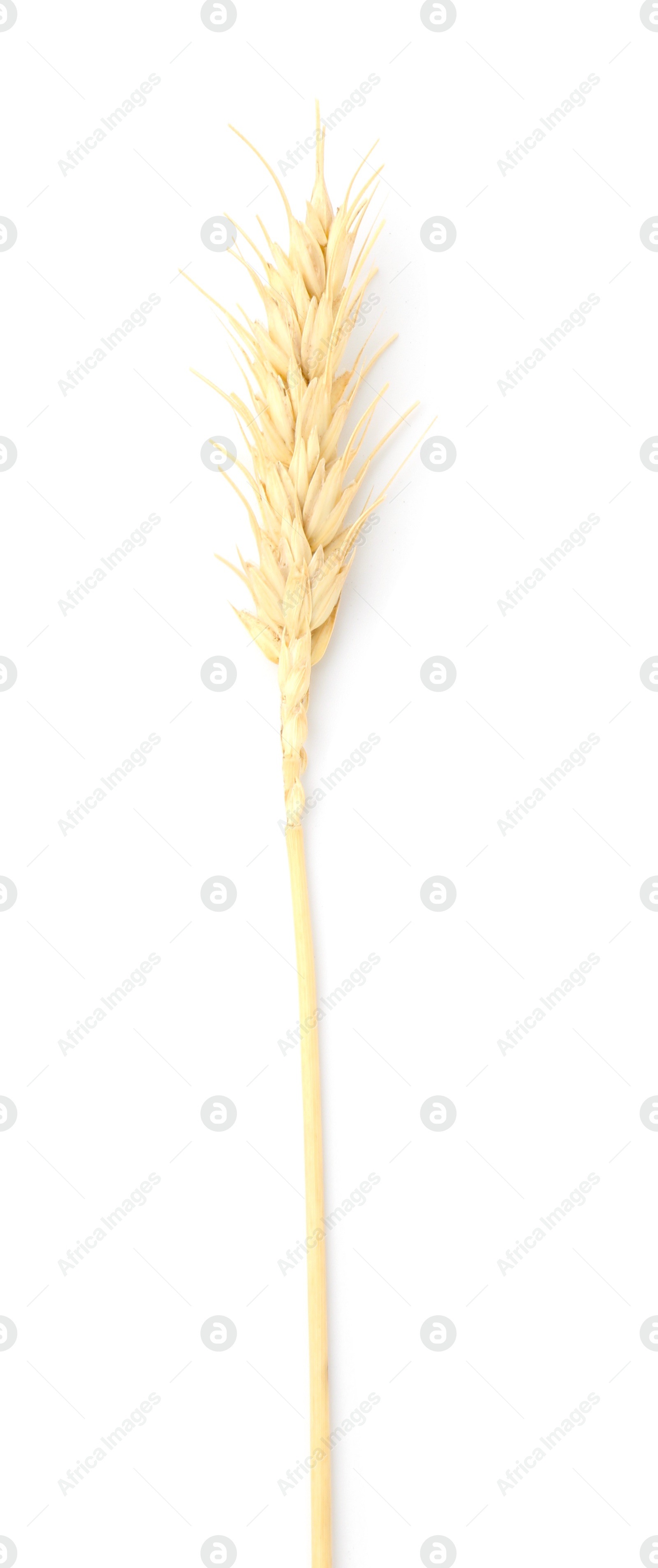 One spike of wheat isolated on white, top view Photo of One spike of wheat isolated on white, top view