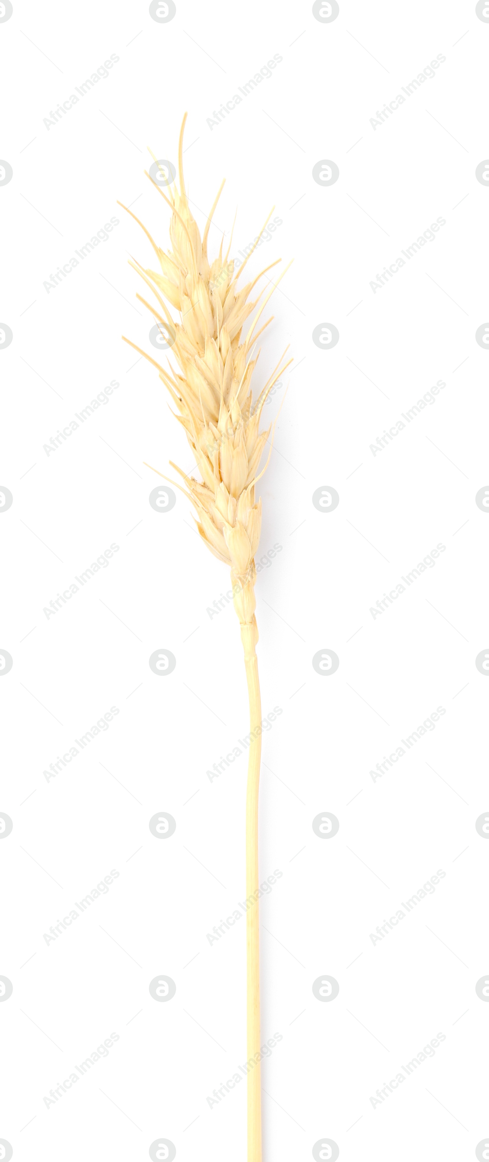 Photo of One spike of wheat isolated on white, top view