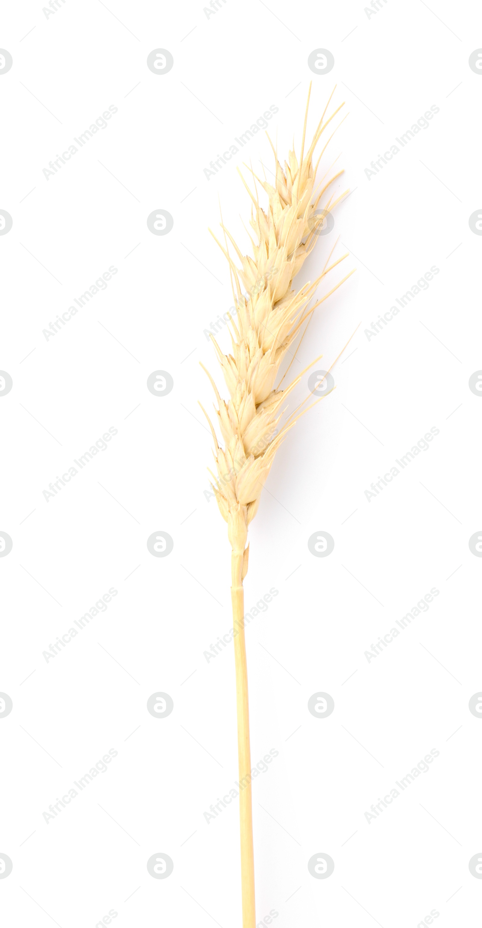 Photo of One spike of wheat isolated on white, top view