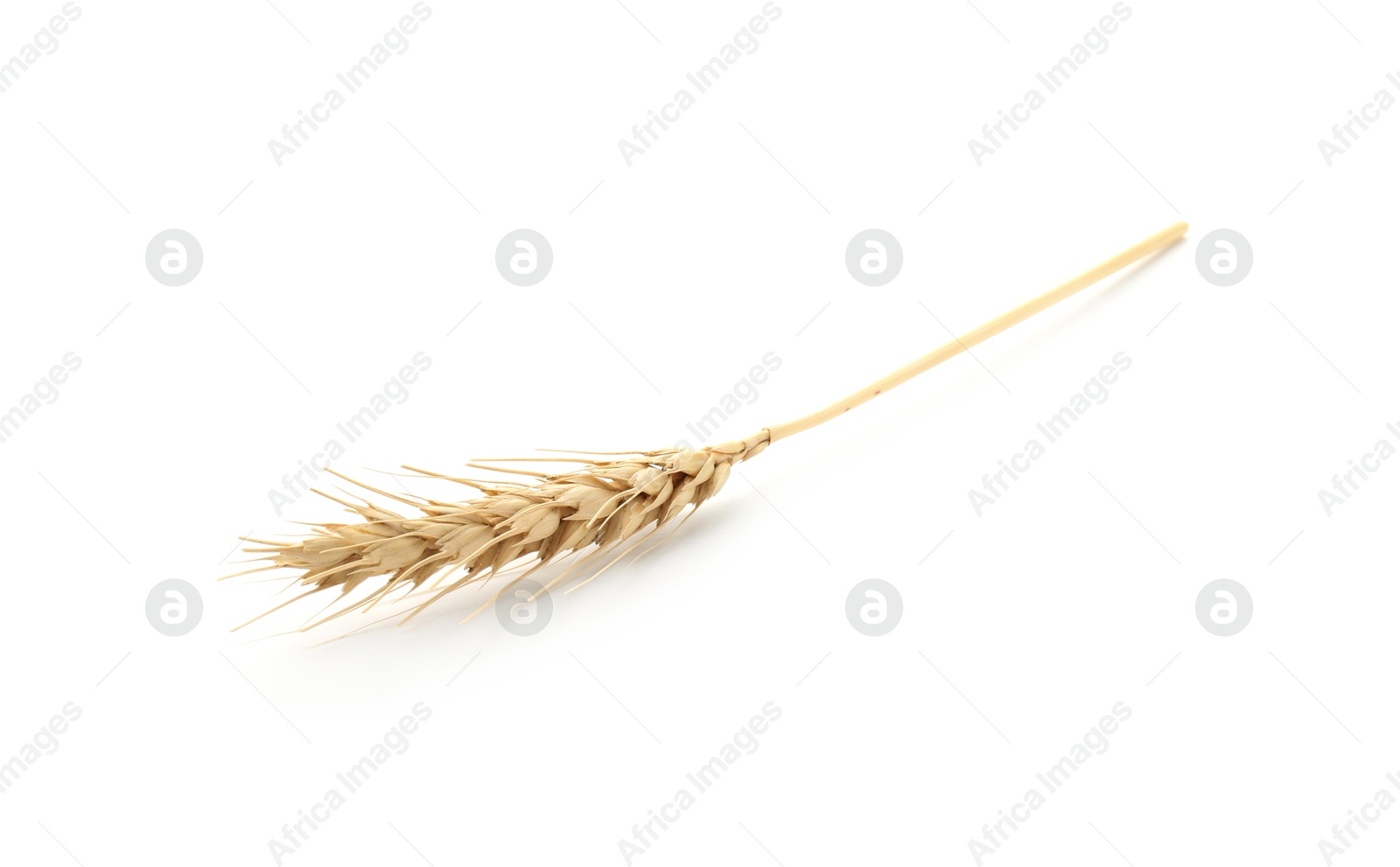 One spike of wheat isolated on white Photo of One spike of wheat isolated on white