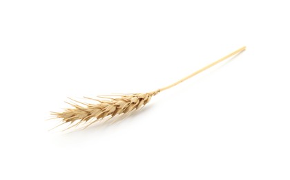 Photo of One spike of wheat isolated on white